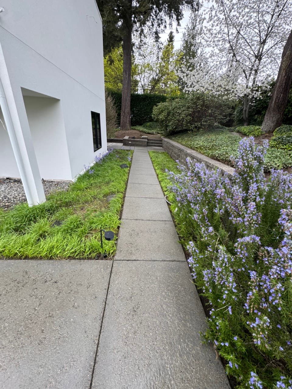 Driveway & Concrete — Before - Concrete walkway cleaning in King County WA — after