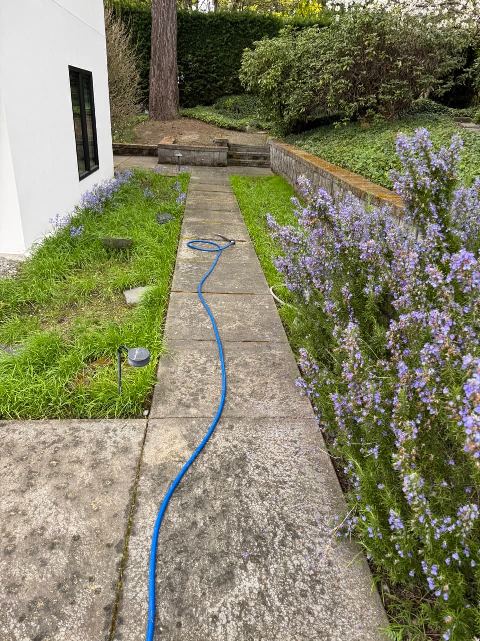 Driveway & Concrete — Before - Concrete walkway cleaning in King County WA — before