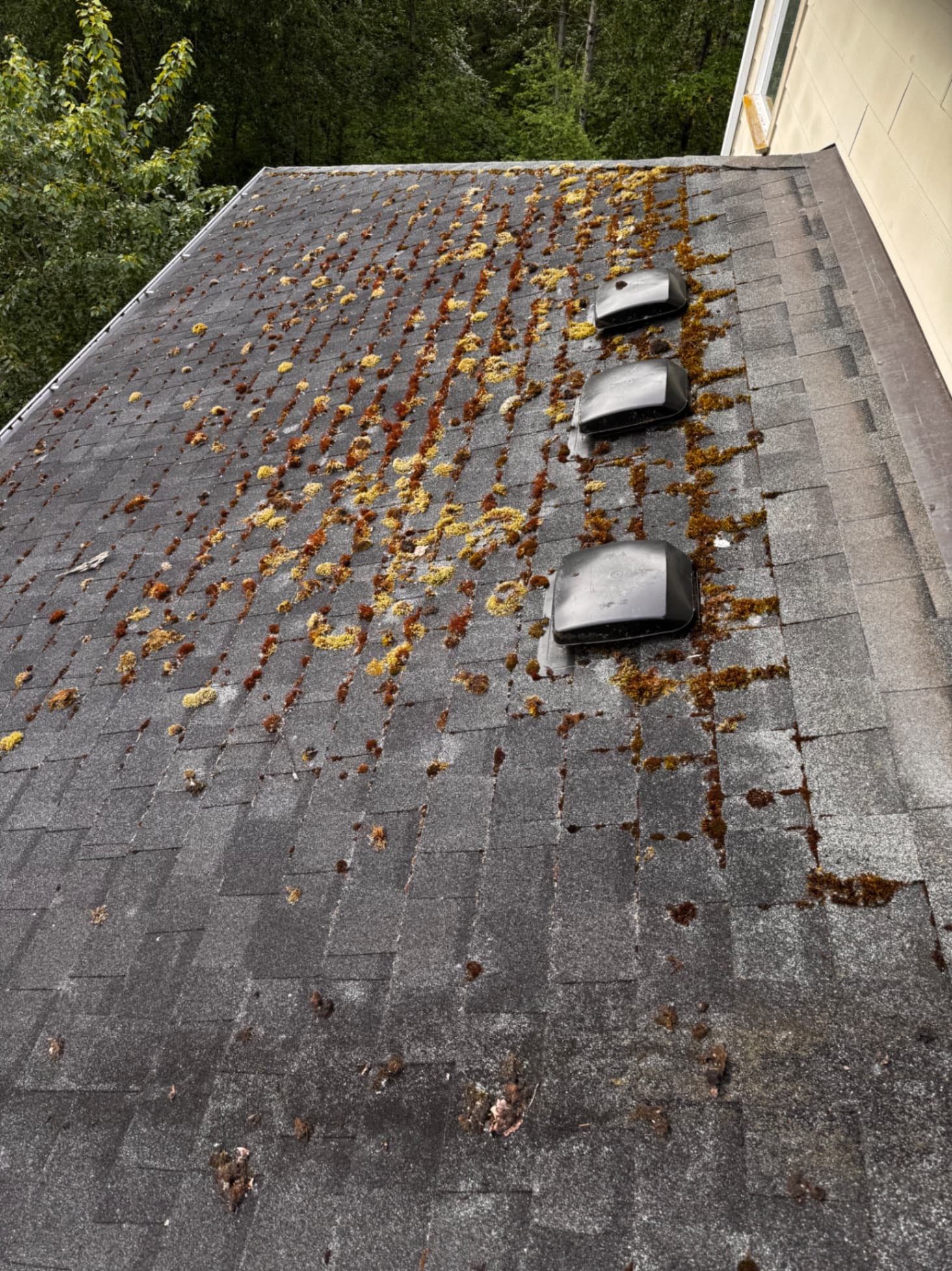 Roof Moss Treatment — Before - Roof Moss Treatment in King County WA — before